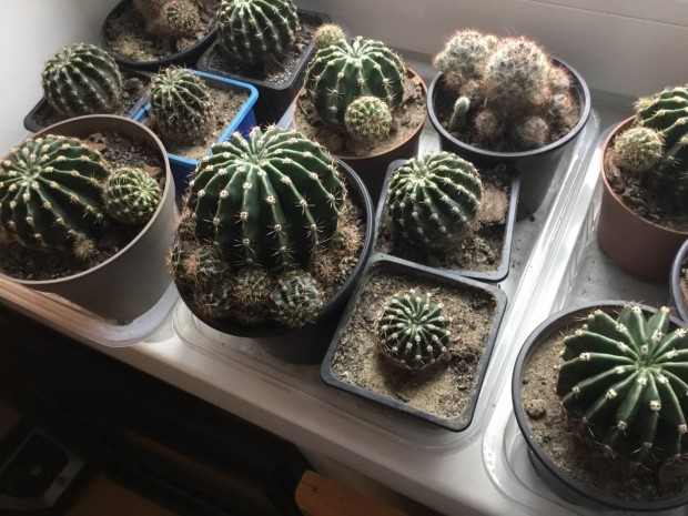 Klnfle nagysg kaktuszok