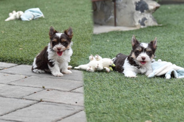 Különleges Biewer / Biro Yorkshire terrier / Yorki fiúk gazdikeresők