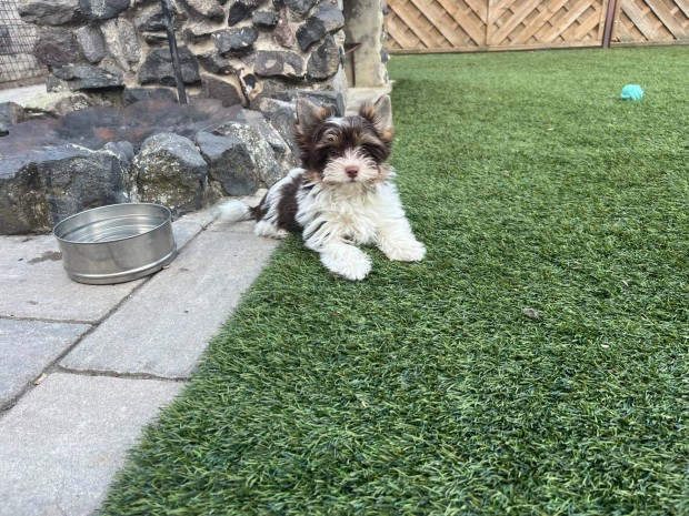 Különleges Biro Yorkshire terrier / Biewer Yorki kiskutya gazdit keres