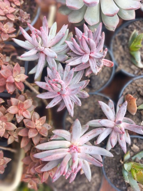 K�l�nleges hegyes level� pozsga r�zsa k�t m�retbe