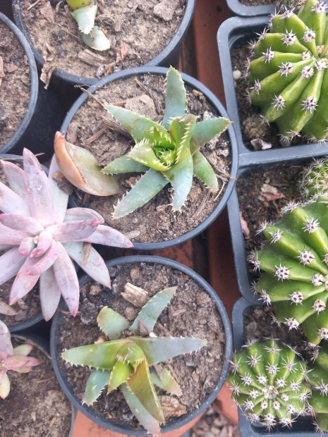 K�l�nleges kaktusz �s t�level� pozsga r�zsa