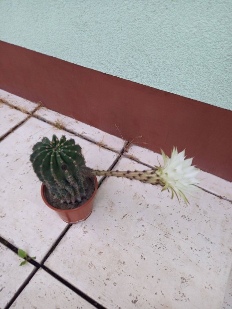 Klnleges virgz kaktusz elad!