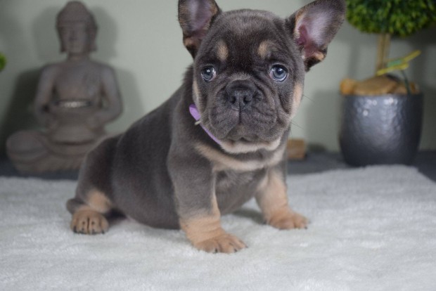 Klnlegesen szp francia bulldog kislny