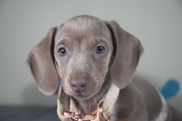 Klnlegesen szp isabella harlekin piebald tacsk kislny