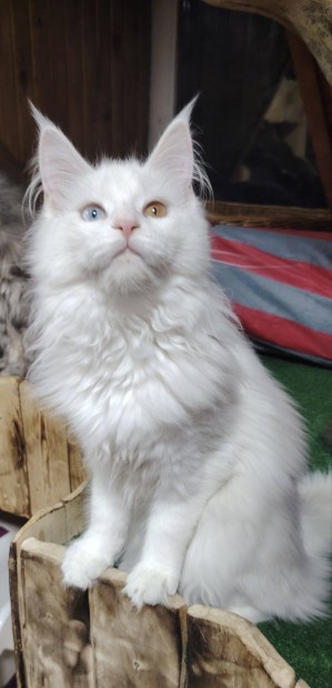 Klnlegesen szp trzsknyves maine coon nstny elad!