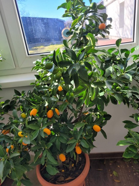 Kumquat fa (Fortunella) 4 ves term