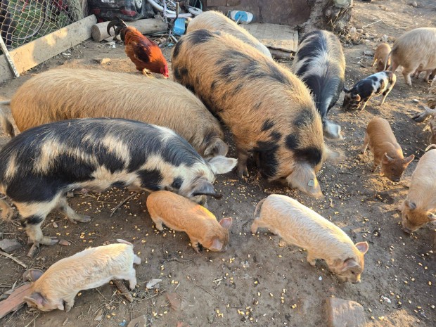 Kunekune malacok kltznnek