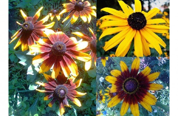 Kpvirg mag (Rudbeckia)