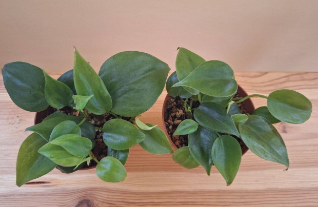 Kúszó filodendron - Philodendron scandens