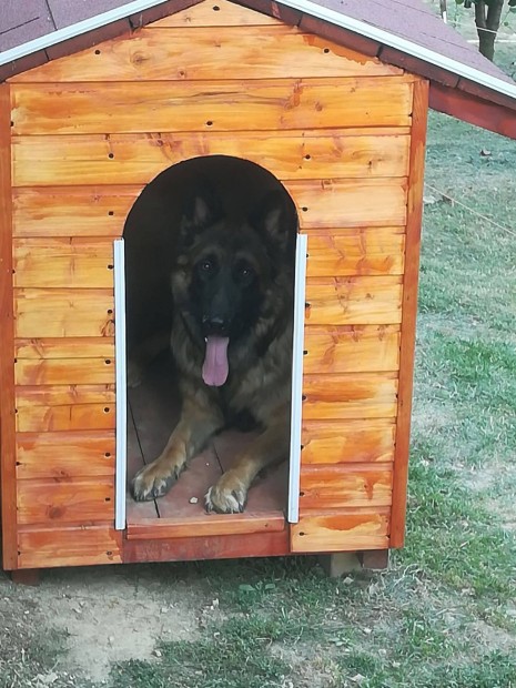 Kutyaól, kennel építése!