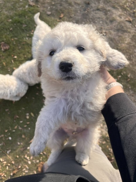 Kuvasz Jelleg kiskutyk ingyen