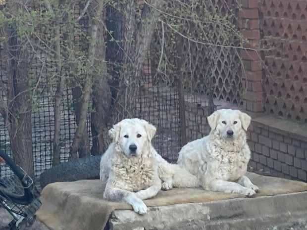 Kuvasz jelleg kiskutya ingyen elvihet illetve rkbe fogadhat