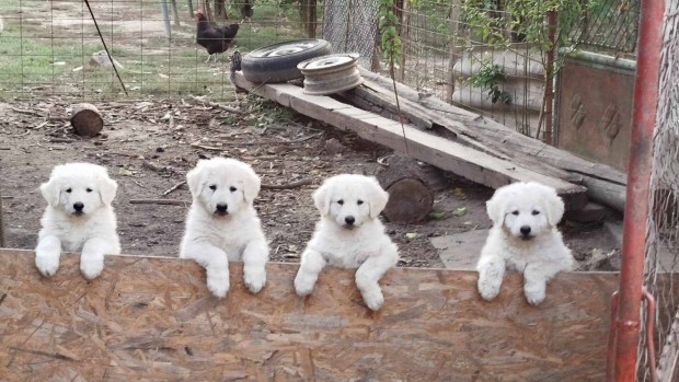 Kuvasz jelleg kiskutyk