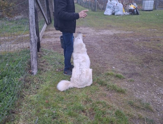 Kuvasz jelleg kutya ingyen elvihet 