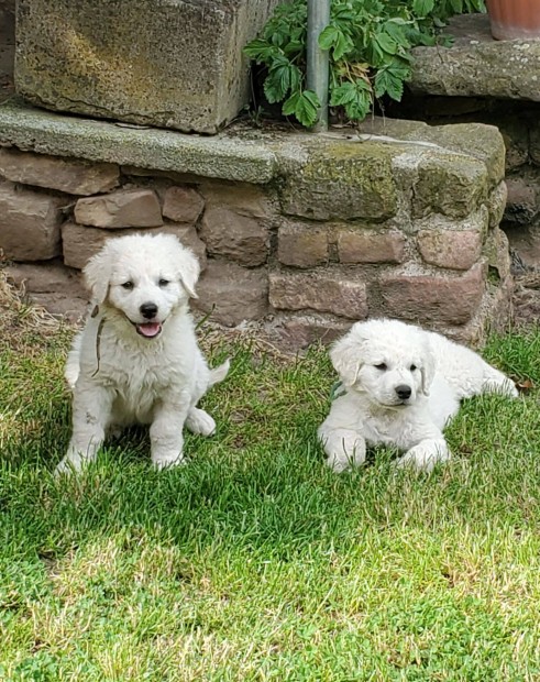 Kuvasz kiskutyák fajtatiszta jelleggel