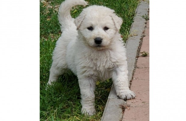 Kuvasz kiskutyák tenyésztőtől