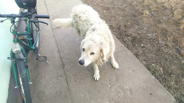 Kuvasz kutya