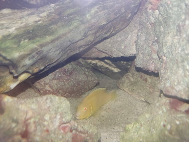 Labidochromis caeruleus albino