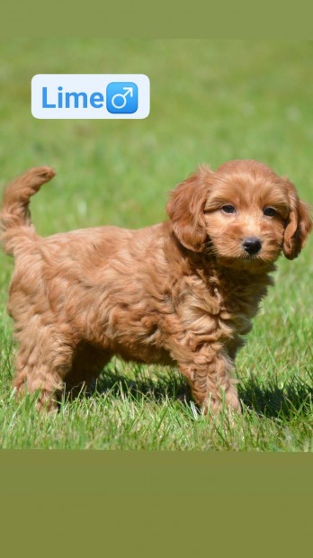 Labradoodle fajta jelleg kutyusok