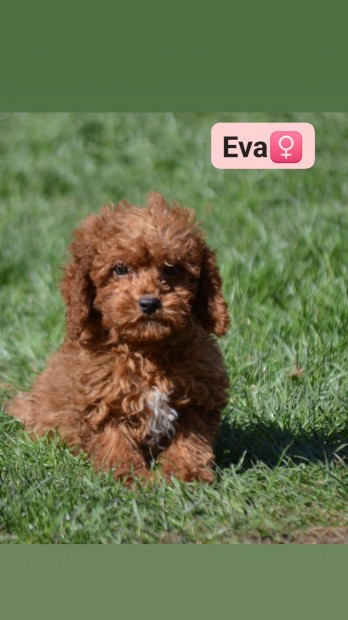 Labradoodle fajtajellegű Labrador+Uszkár