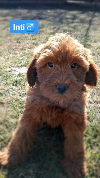 Labradoodle kutyusok