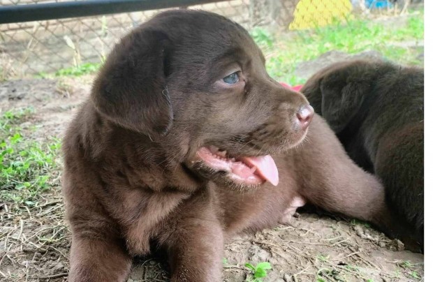 Labrador Fajtatiszta jelleg kiskutya