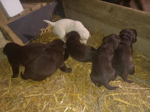 Labrador Retriever Csokold kiskutyk