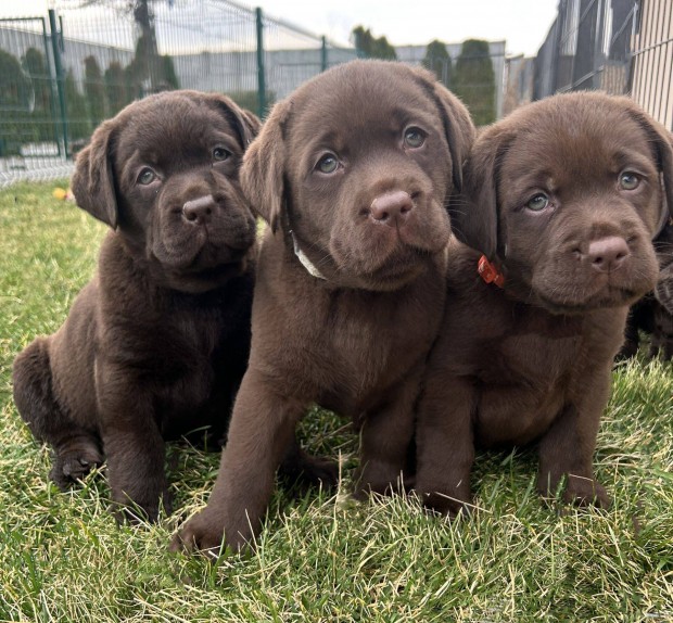 Labrador csokibarna törzskönyvezett kiskutyák