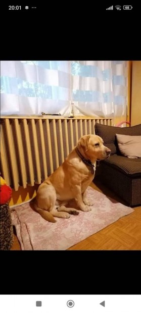 Labrador fajtatiszta jelleg ingyen 