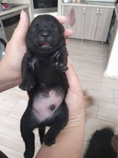 Labrador fajtatiszta jelleg kicsik ingyen