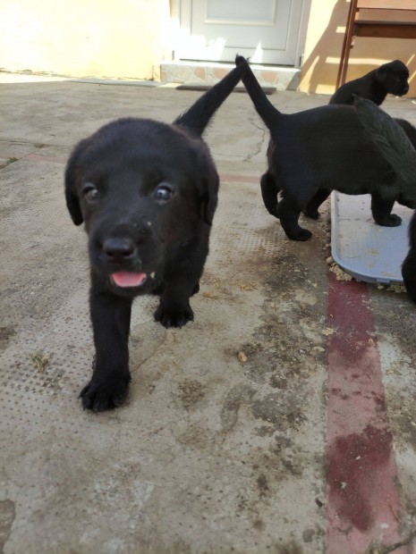 Labrador fajtatiszta jelleg kiskutyk