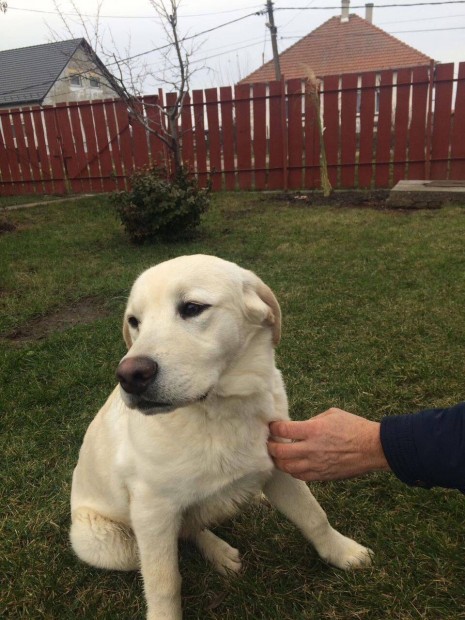 Labrador fajtatiszta jelleg kutya ingyen elvihet