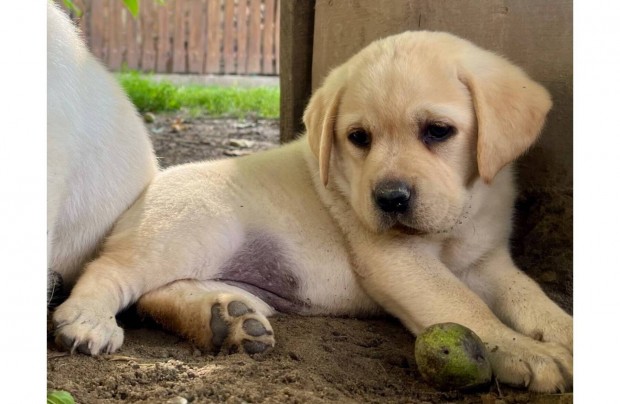 Labrador gynyr szuka kiskutya