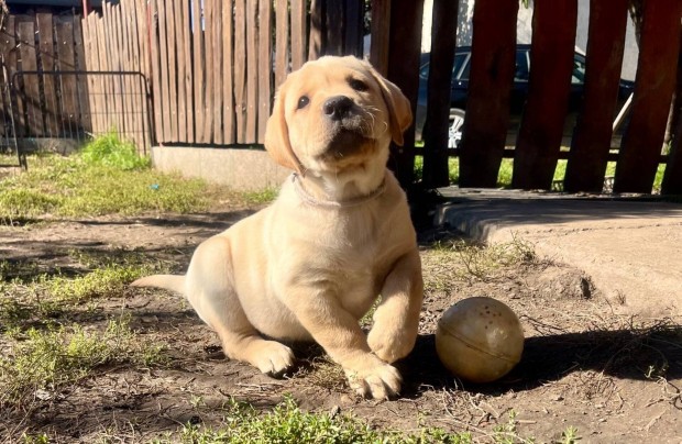 Labrador gynyr szuka kiskutya