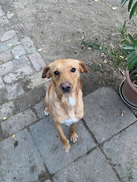 Labrador jelleg