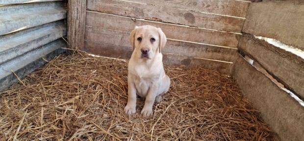 Labrador jelleg fajtiszta kiskutyk