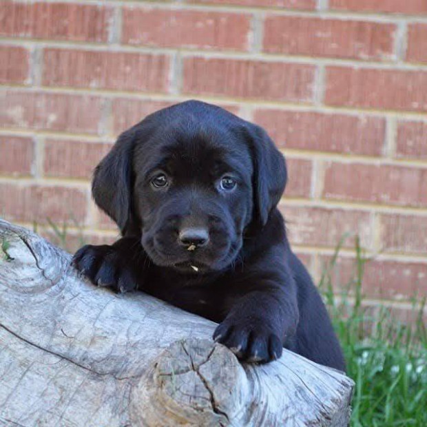 Labrador jelleg kiskutyk