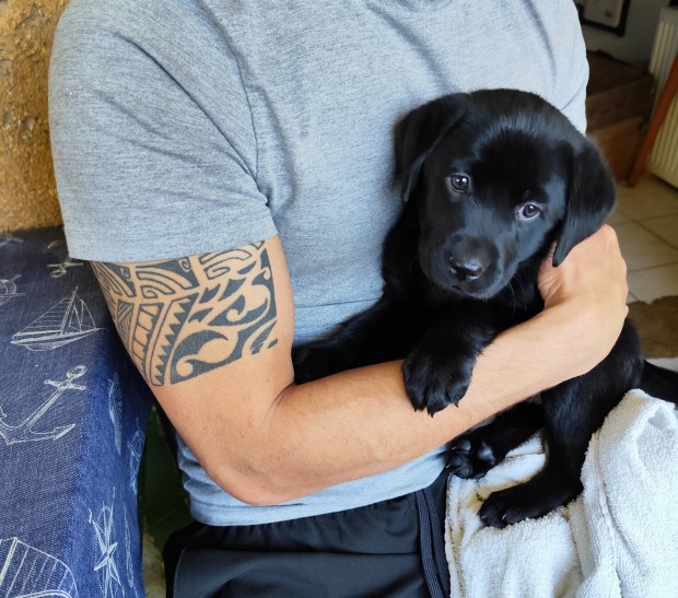 Labrador jellegű kiskutyák ingyen