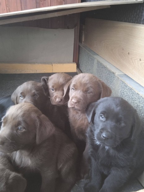 Labrador jelleg kiskutyk ingyen elvihetk