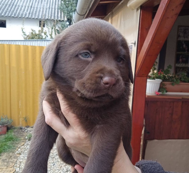 Labrador jelleg kiskutyk ingyen elvihetk