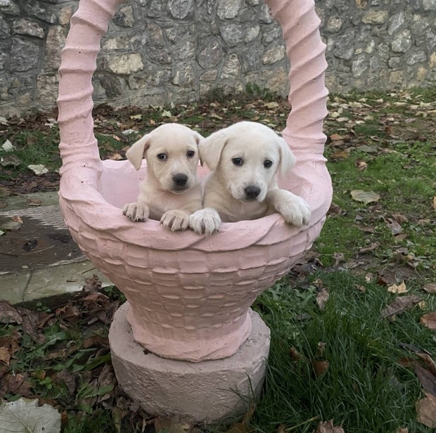 Labrador jelleg kiskutyk ingyen elvihetk