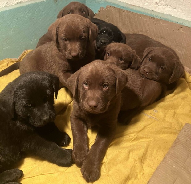 Labrador jelleg kiskutyk ingyen elvihetk