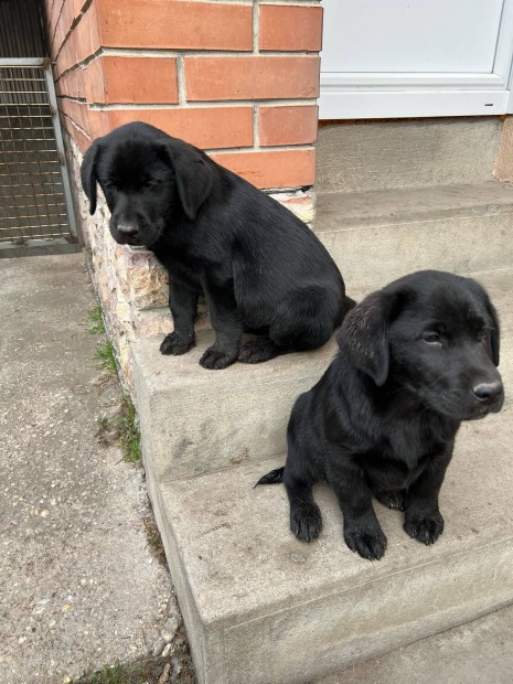 Labrador jelleg kiskutyk ingyen elvihetk.