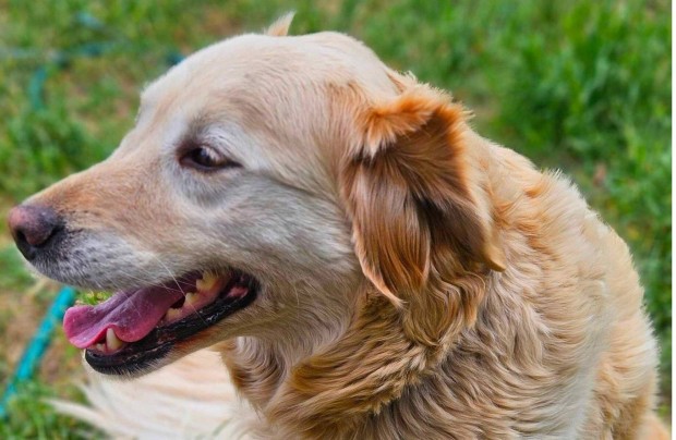 Labrador jelleg kutya ingyen elvihet