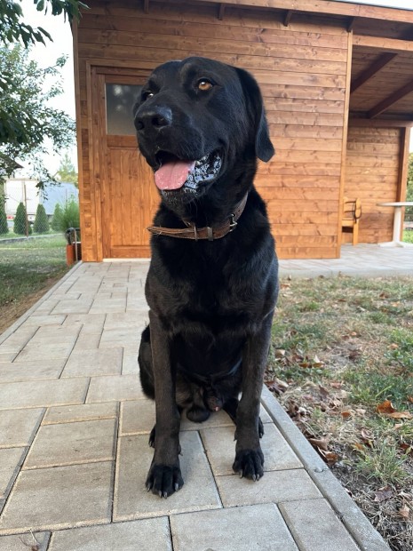 Labrador jelleg kutya ingyen elvihet