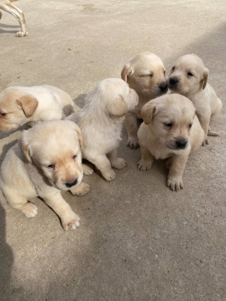 Labrador kiskutya