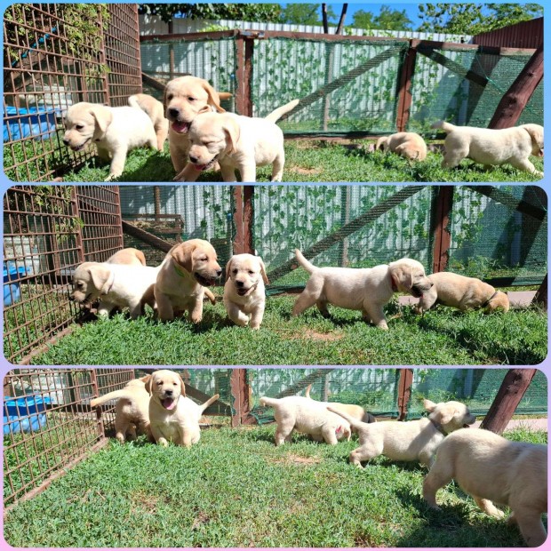 Labrador kiskutyák