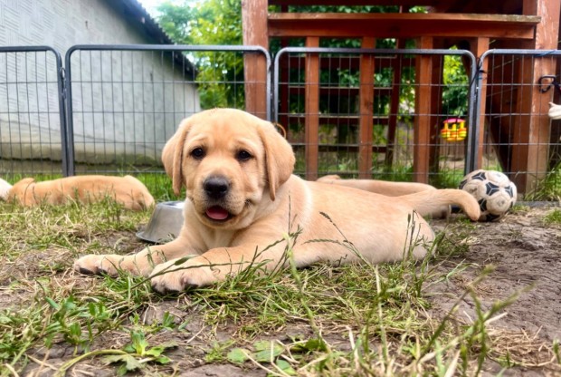 Labrador kislnyok csaldi krnyezetbl mr elvihetk