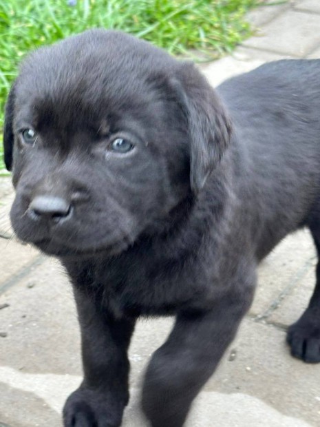 Labrador klyk kutyk - Fajtatiszta jelleg