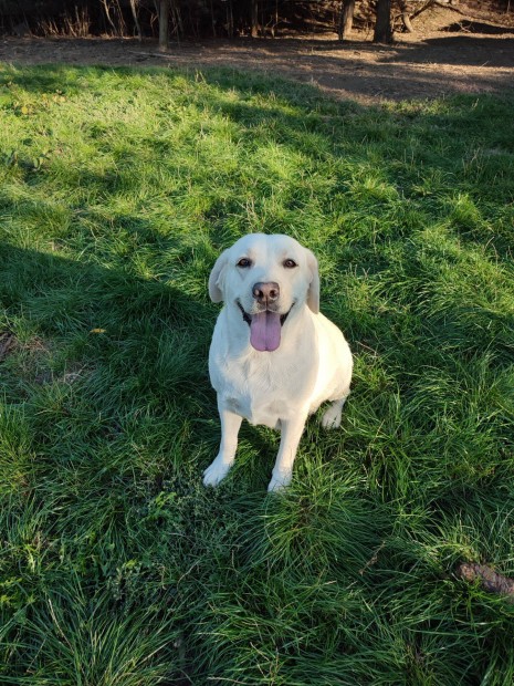 Labrador kutya rkbefogadt keres